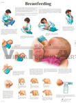 Breastfeeding - Anatomical Chart